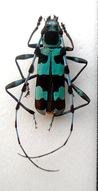 <i>Rosalia coelestis</i> Species of beetle