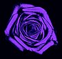 Rose purple001.jpg