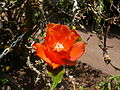 8 octobre 2007 Fleur de Pereskia bleo