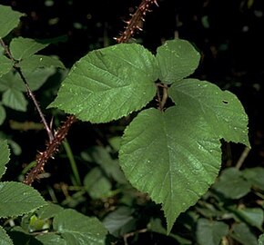 Rubus_rosaceus1.jpg resminin açıklaması.