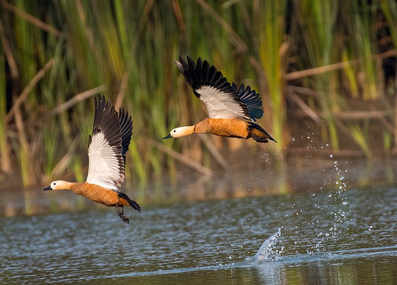 File:Rudy Shelduck.jpg