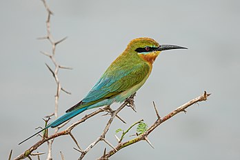 Abelharuco-de-cauda-azul (Merops philippinus) no Parque Nacional Bundala, Sri Lanka. Esta espécie, assim como outros abelharucos, é uma ave esguia e ricamente colorida. É amplamente distribuída pelo sul e sudeste asiático, onde muitas populações são fortemente migratórias e vistas sazonalmente em muitas partes. Reproduzem colonialmente em pequenas áreas em toda a sua extensão, principalmente em vales de rios, onde nidificam em túneis cavados em bancos de areia argilosa. Não são observadas diferenças na plumagem entre os sexos. Eles são vistos principalmente em habitats abertos perto da água e se alimentam predominantemente de insetos voadores, especialmente abelhas e vespas, apanhados no ar. Esta espécie provavelmente pega abelhas e libélulas em números aproximadamente iguais. Os insetos capturados são espancados no poleiro para quebrar o exoesqueleto. Este hábito é visto em muitos outros membros da ordem Coraciiformes. (definição 4 311 × 2 874)