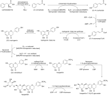 Schematisch schema dat de opeenvolgende chemo-enzymatische transformaties van L-fenylalanine weergeeft om tot hesperidine te komen.