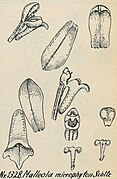 Saccolabiopsis microphyton
