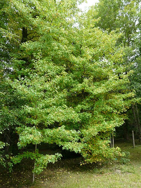 File:Saint-Médard-d'Excideuil Hélys liquidambar (1).JPG