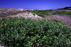 Salixhookeriana.jpg resminin açıklaması.