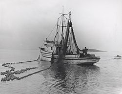 Salmon seiner drumming in the net.jpg