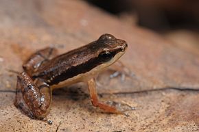 Sapo-flecha - Allobates olfersioides.jpg görüntüsünün açıklaması.