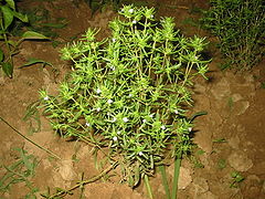 Satureja hortensis bgiu.jpg