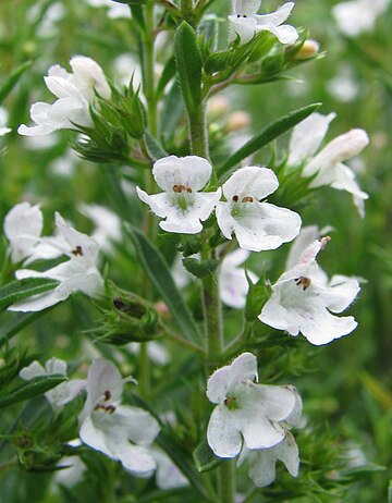 File:Satureja montana Cząber górski flower.jpg