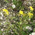 סביון אביבי Senecio vernalis