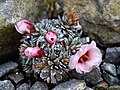 Saxifraga ×megesaeaflora 'Karel Čapek'