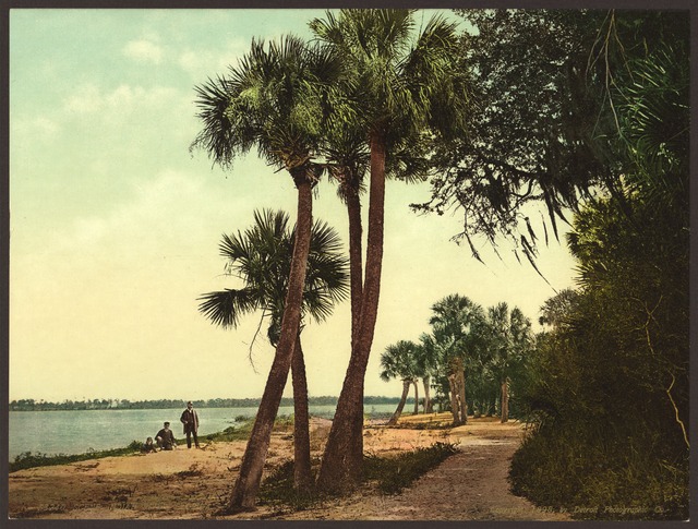 Indian River, Florida Postcard