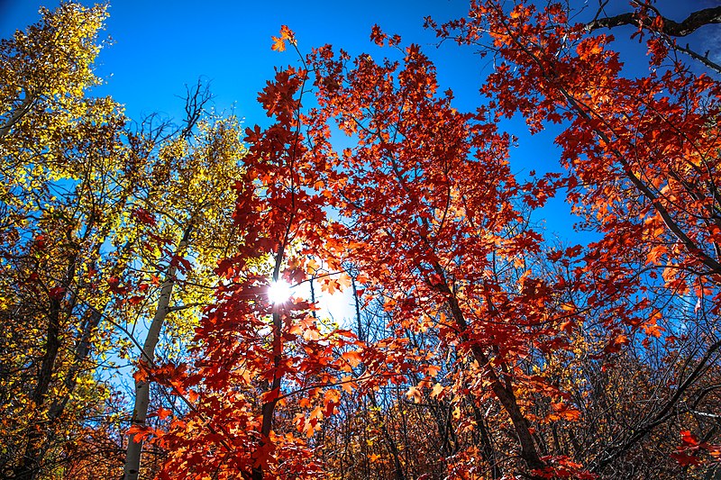 File:Scenic fall colours along Utah Hwy 14 - (22190363993).jpg