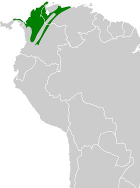 Distribución geográfica del llorón alirrufo.