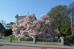 Schleswig-Holstein, Elmshorn, Naturdenkmal 02-06 NIK 1984.JPG