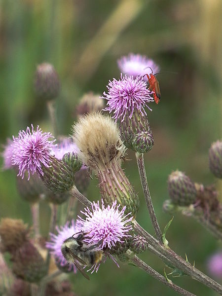 File:Schmales rotes Insekt auf einer Distel.JPG