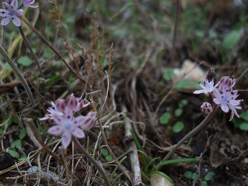 File:Scilla autumnalis Anafi.JPG