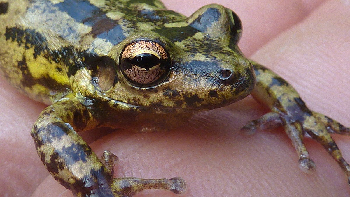 Scinax eurydice