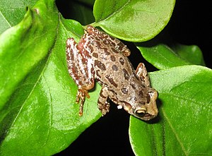 Julianus uruguayus (formerly Scinax uruguayus)