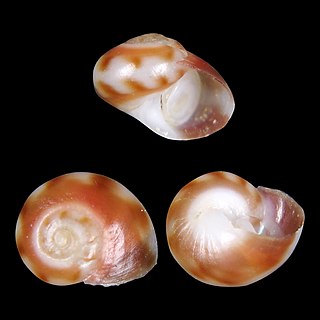 <i>Homalopoma tagaroae</i> Species of gastropod