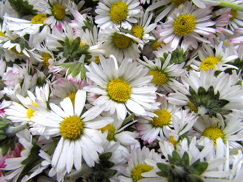 File:Sedmokráska obyčajná - Bellis perennis.jpg