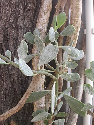 <i>Senecio cedrorum</i> Species of shrub