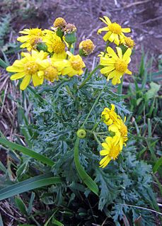 <i>Senecio squalidus</i> Species of flowering plant in the daisy family Asteraceae