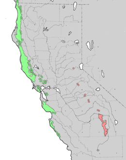 A tengerparti (zöld) és az óriás mamutfenyő (rózsaszín) elterjedési területe