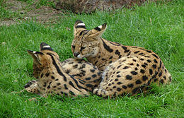 Servalas (Leptailurus serval)
