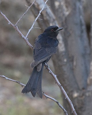 <span class="mw-page-title-main">Sharpe's drongo</span> Species of bird