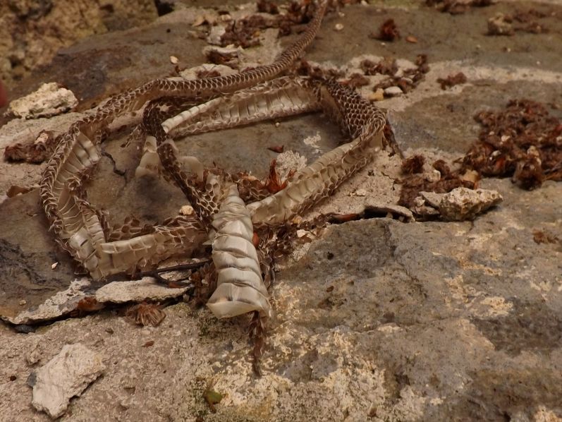 File:Shed snake skin by the temple ruins of Dabos 201307.jpg