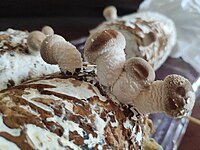 Young shiitake mushrooms on a log