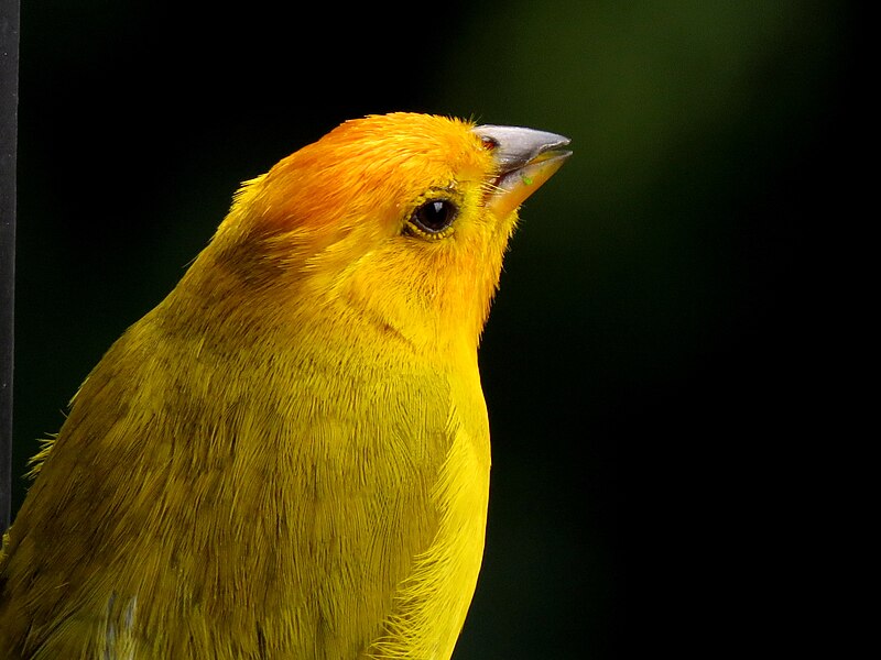 File:Sicalis flaveola (Canario coronado) - Flickr - Alejandro Bayer (10).jpg