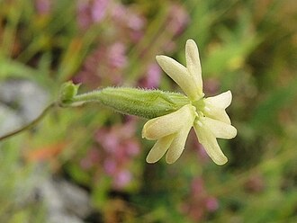 Silene flavescens stub flower leaf arrangement. Palmately compound leaf. Silenefl.jpg