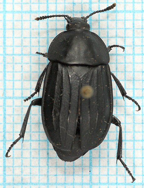 File:Silpha tristis-o.jpg