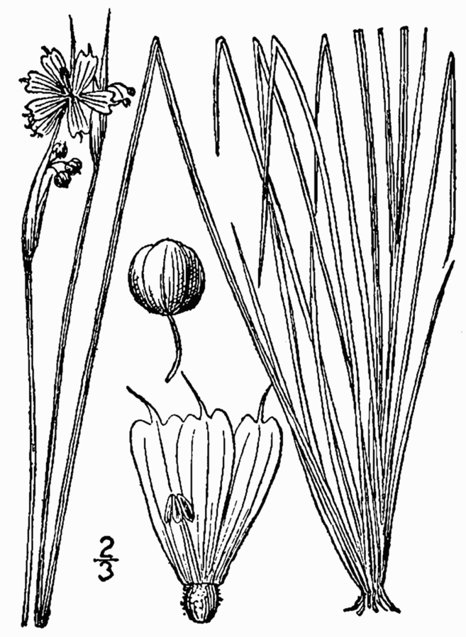 Sisyrinchium montanum. Растения с иглами. Сизиринхиум рисунок карандашом. Corophium mucronatum.