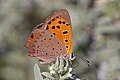 * Nomination Small copper (Lycaena phlaeas), Bulgaria --Charlesjsharp 09:51, 30 August 2017 (UTC) * Promotion Good quality. --MirandaAdramin 13:25, 30 August 2017 (UTC)