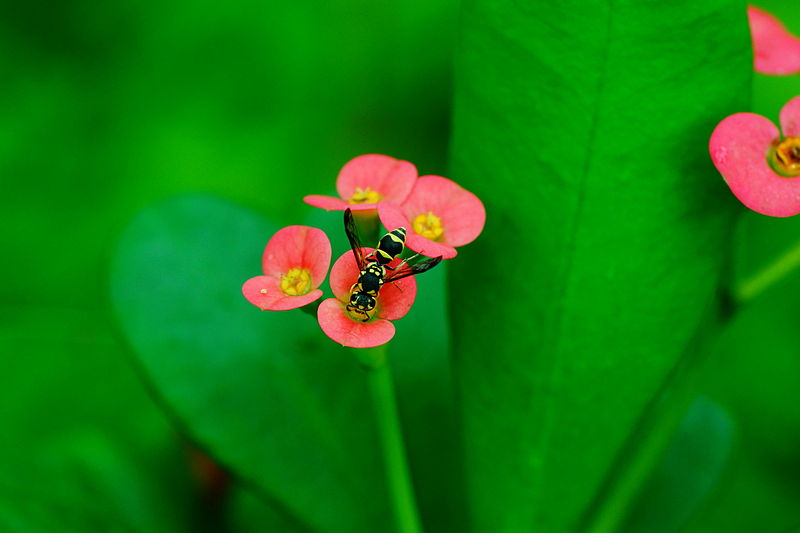 File:Small wasp on Euphorbia milii flower 00586.jpg