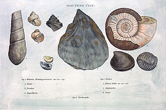 Illustration from William Smith's Strata by Organized Fossils (1817)