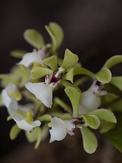 <i>Smithsonia</i> Genus of orchids