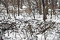 Snow-covered forest floor (Raccoon Creek, Newark, Ohio, USA) 4.jpg
