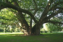 Platane à feuilles d’érable (Platanus ×hispanica synonyme Platanus ×acerifolia) de Soignies (11 m de circonférence à 50 cm du sol, pour 18 m de haut en 1999)