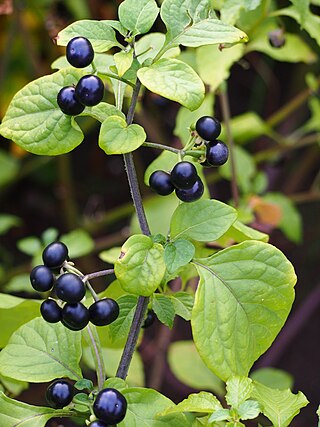 <i>Solanum scabrum</i> Species of flowering plant