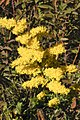 Solidago nemoralis flower close up