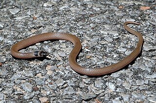 <span class="mw-page-title-main">Southeastern crown snake</span> Species of snake