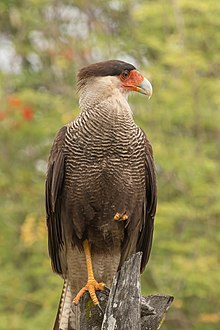 (Southern) crested caracara Southern crested caracara (Caracara plancus).JPG