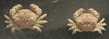 Specimen of Actaea semblatae in National Museum of Natural Science in Taiwan.jpg