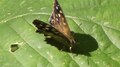 File:Speckled wood butterfly (Pararge aegeria).webm
