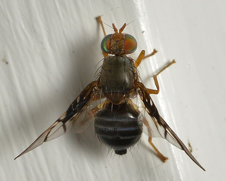 File:Spectacled Berry Fly (Anomoia purmunda) - Bærum, Norway 2021-07-11 (02).jpg